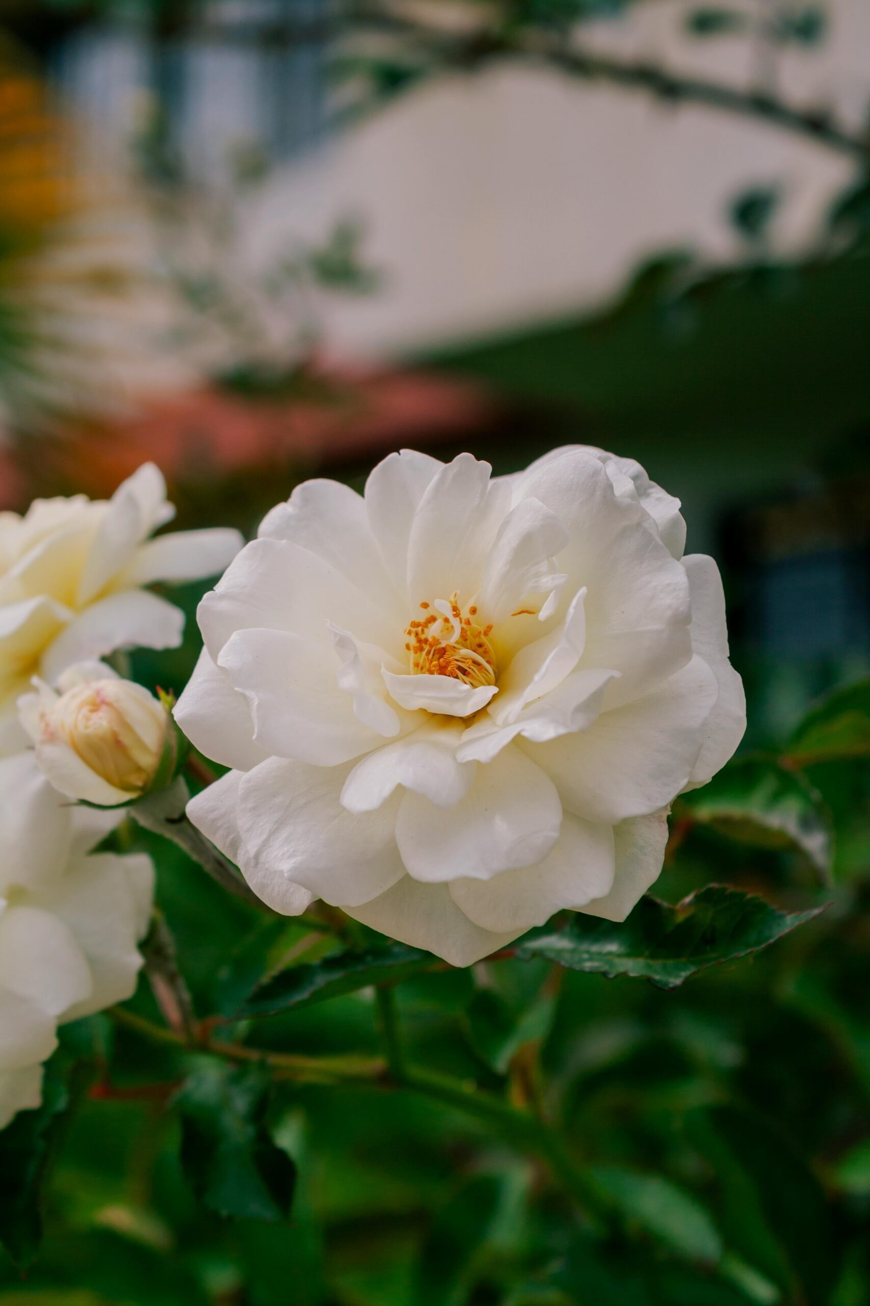 Peonies