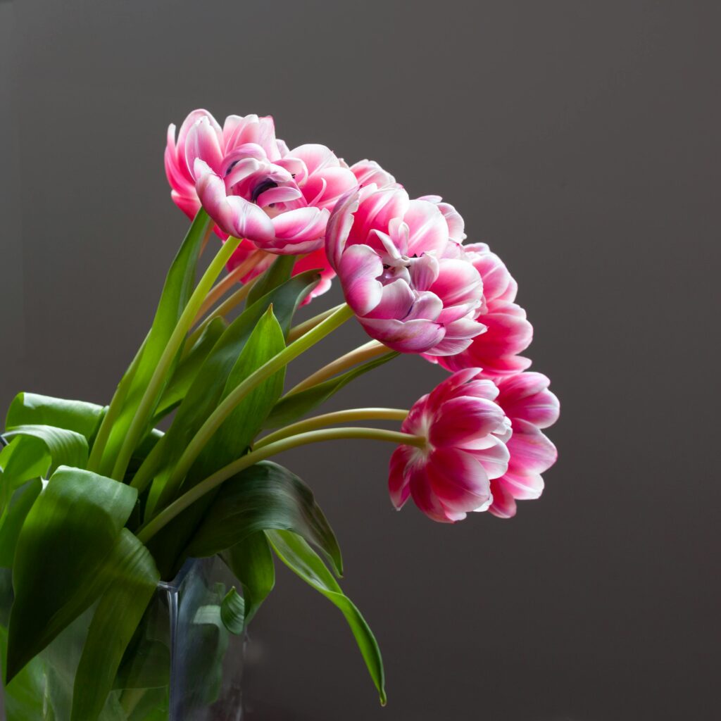 Current image: Hyacinth