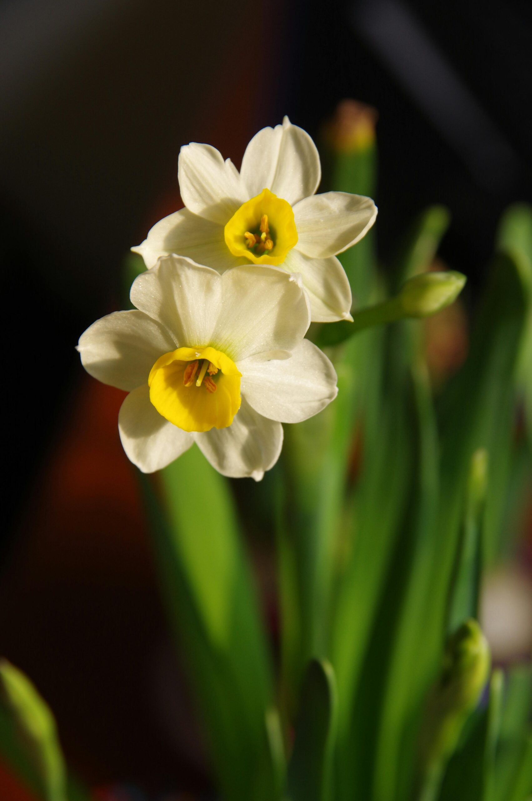 Daffodils