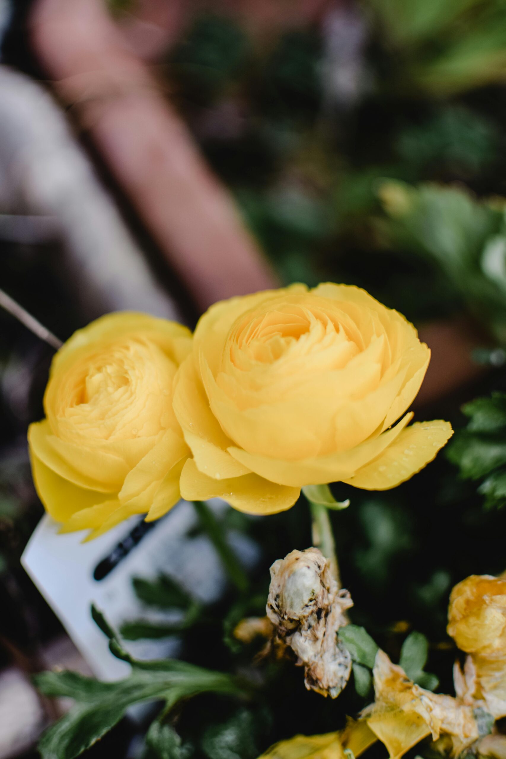Ranunculus Flowers: Complete Guide to Care, Meaning, and Varieties