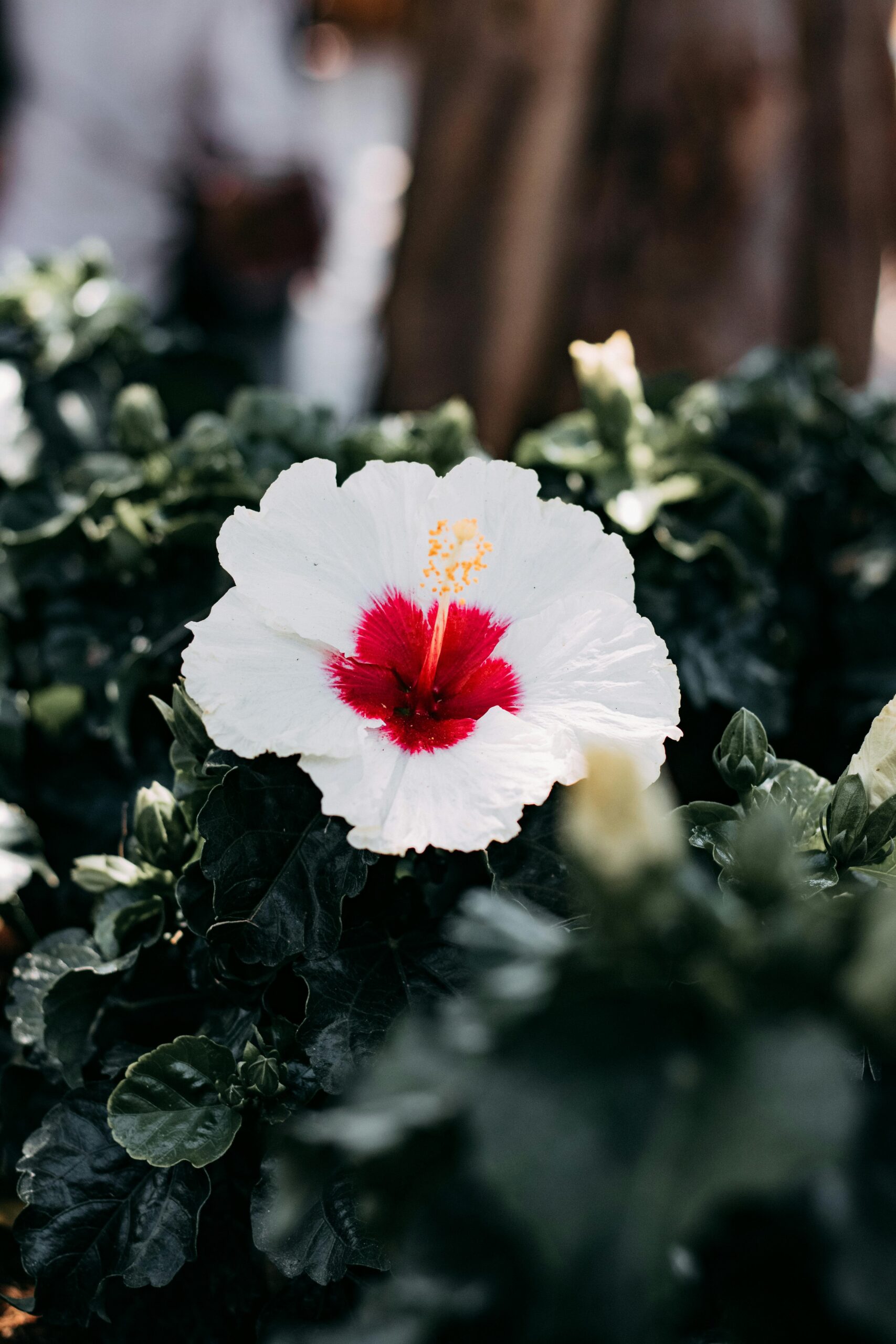 Hibiscus