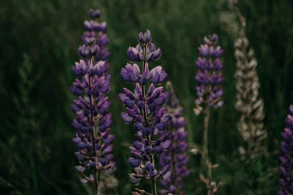 Current image: Lupines Plant