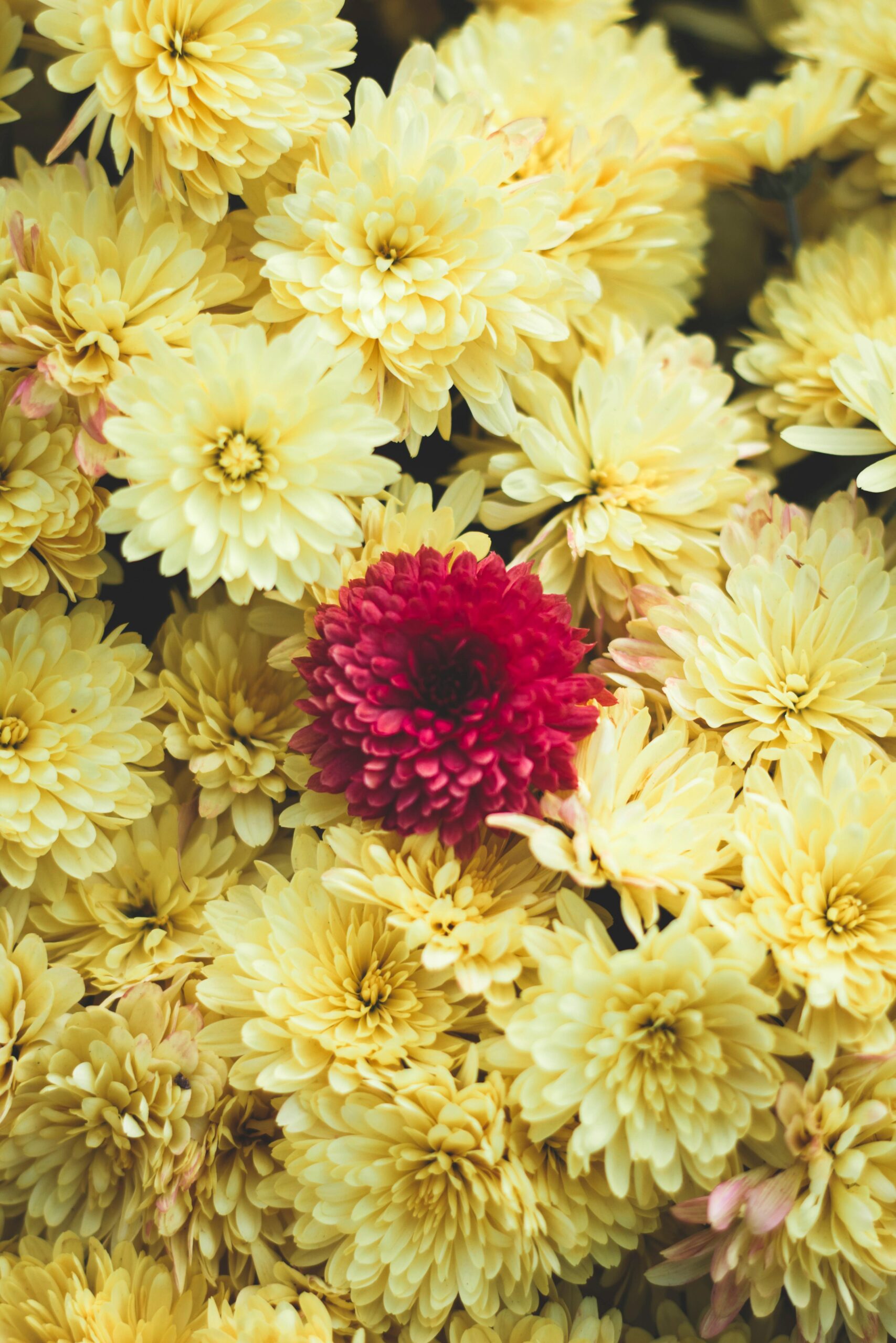 Chrysanthemums