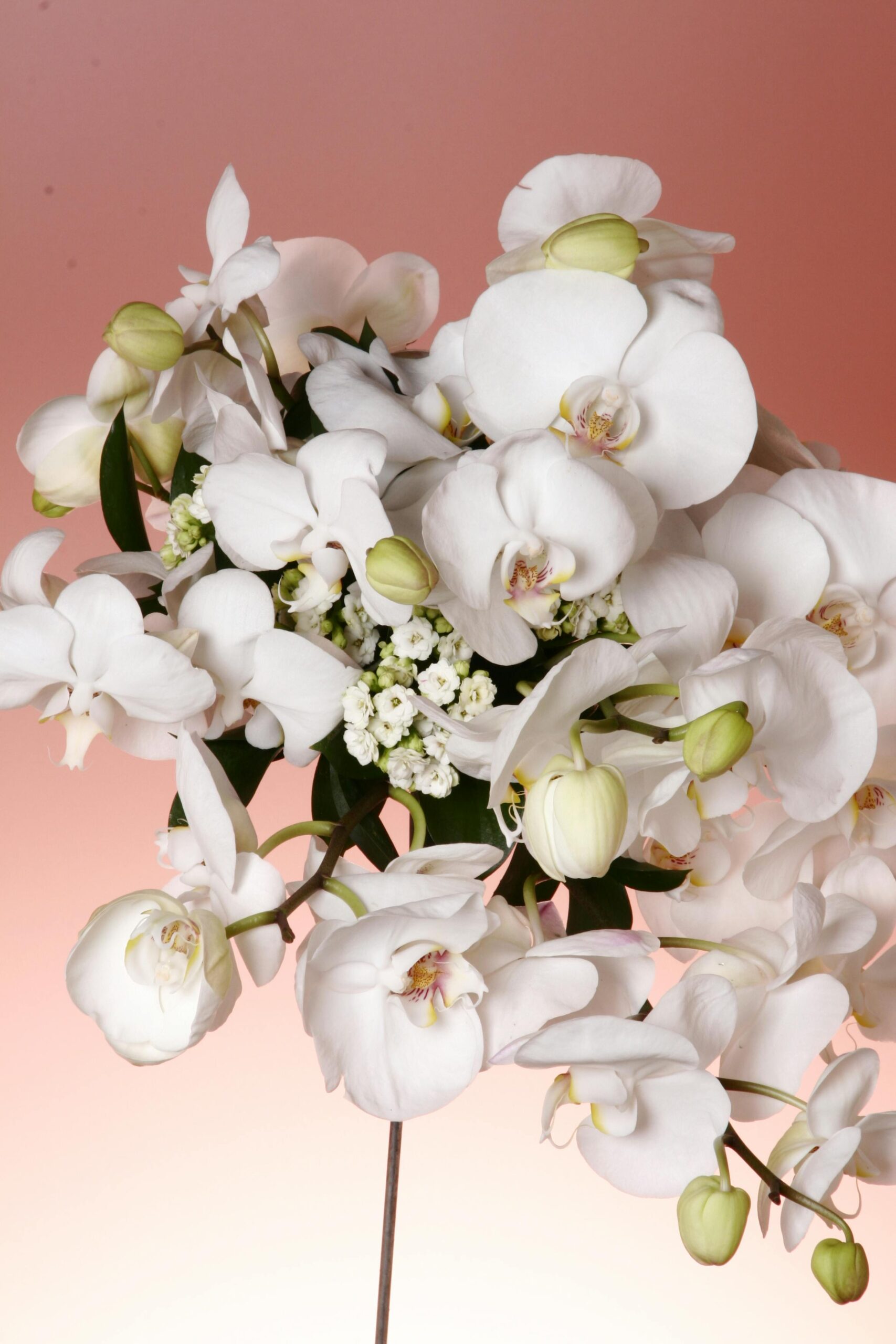 Orchids Plant: The Exotic Jewels of the Plant World