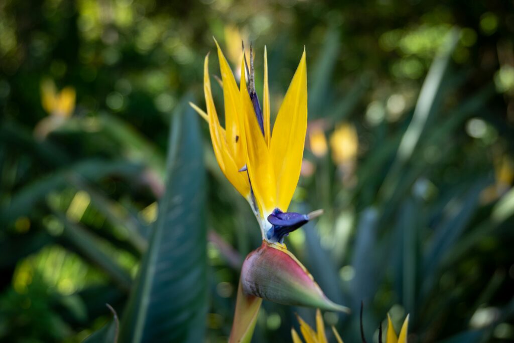 Current image: Bird of Paradise