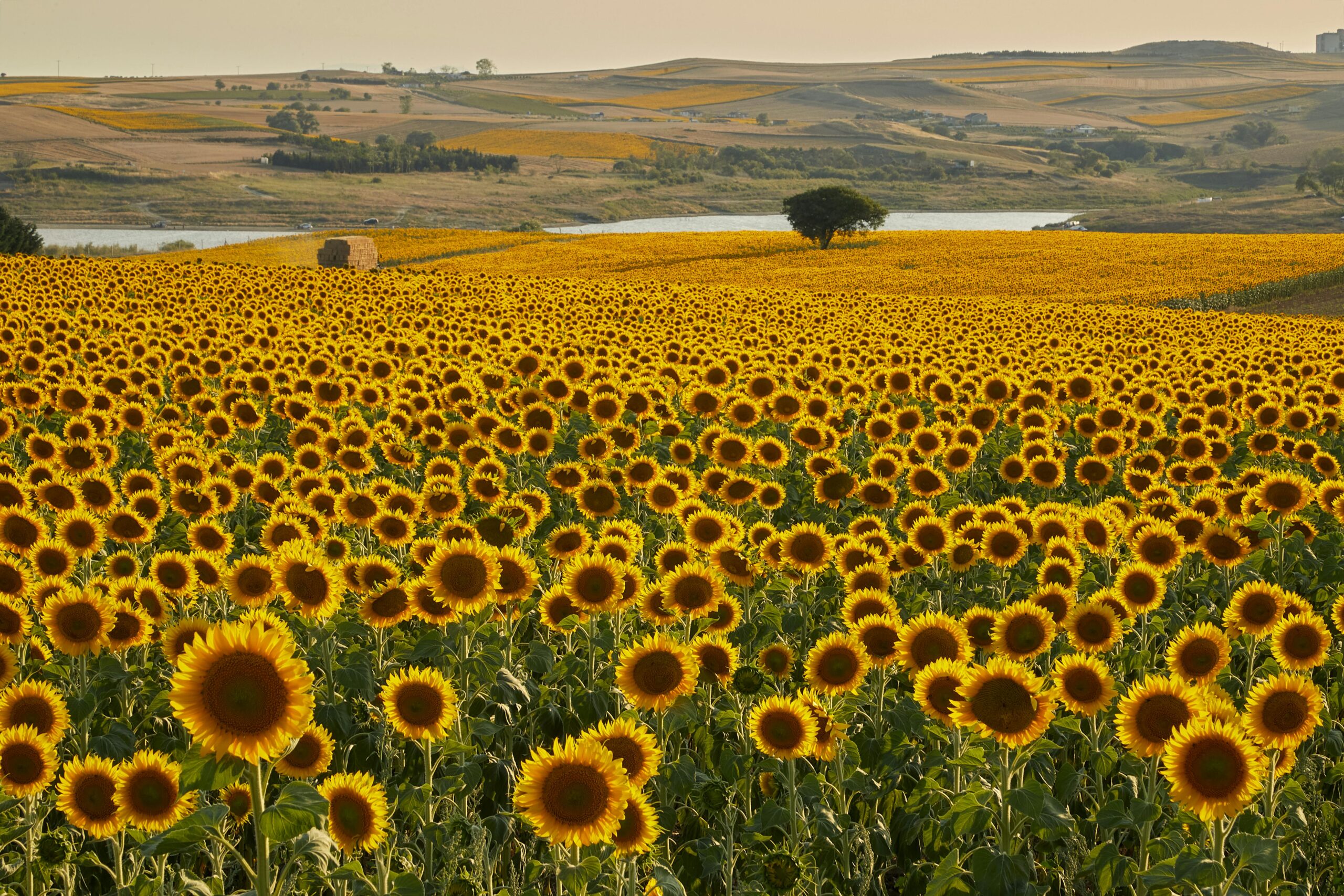 Sunflowers
