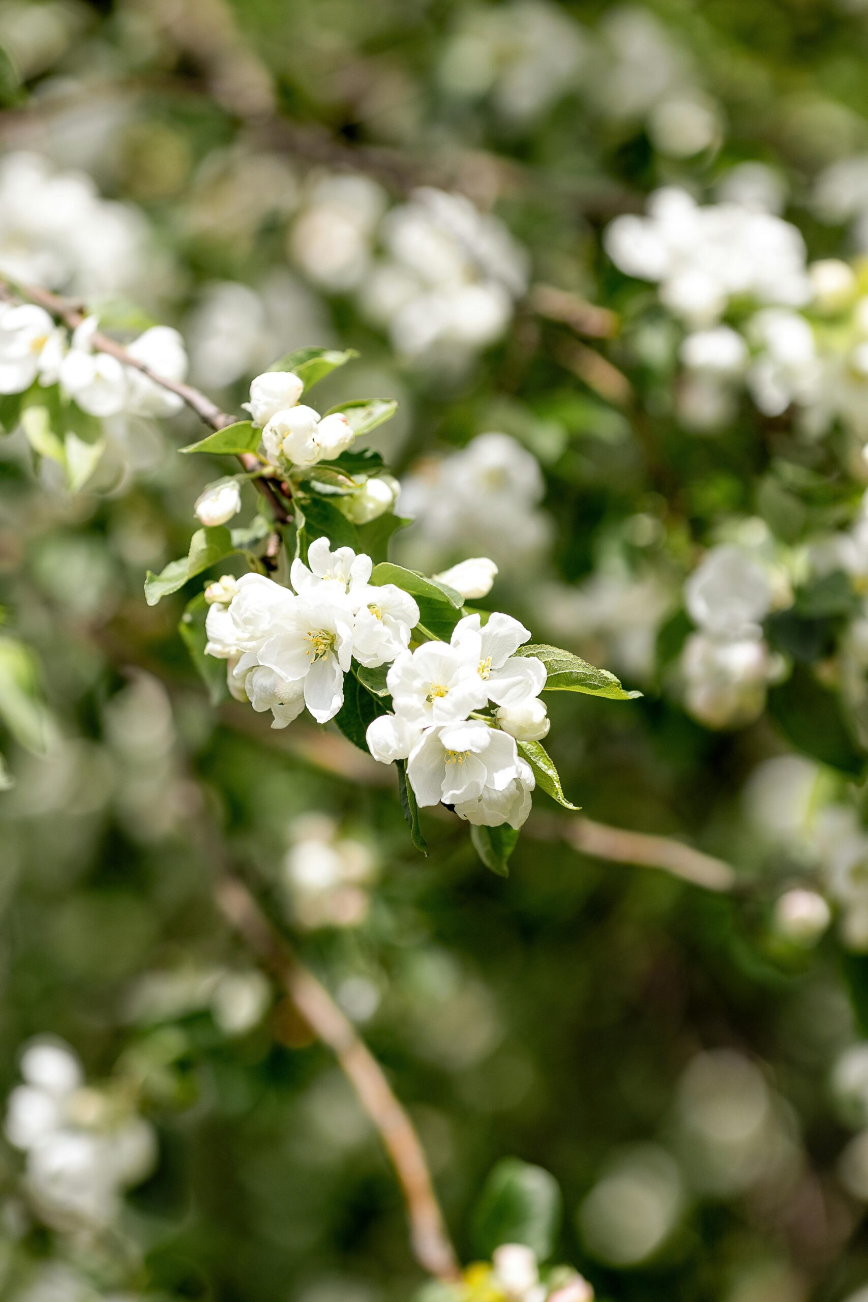 Jasmine