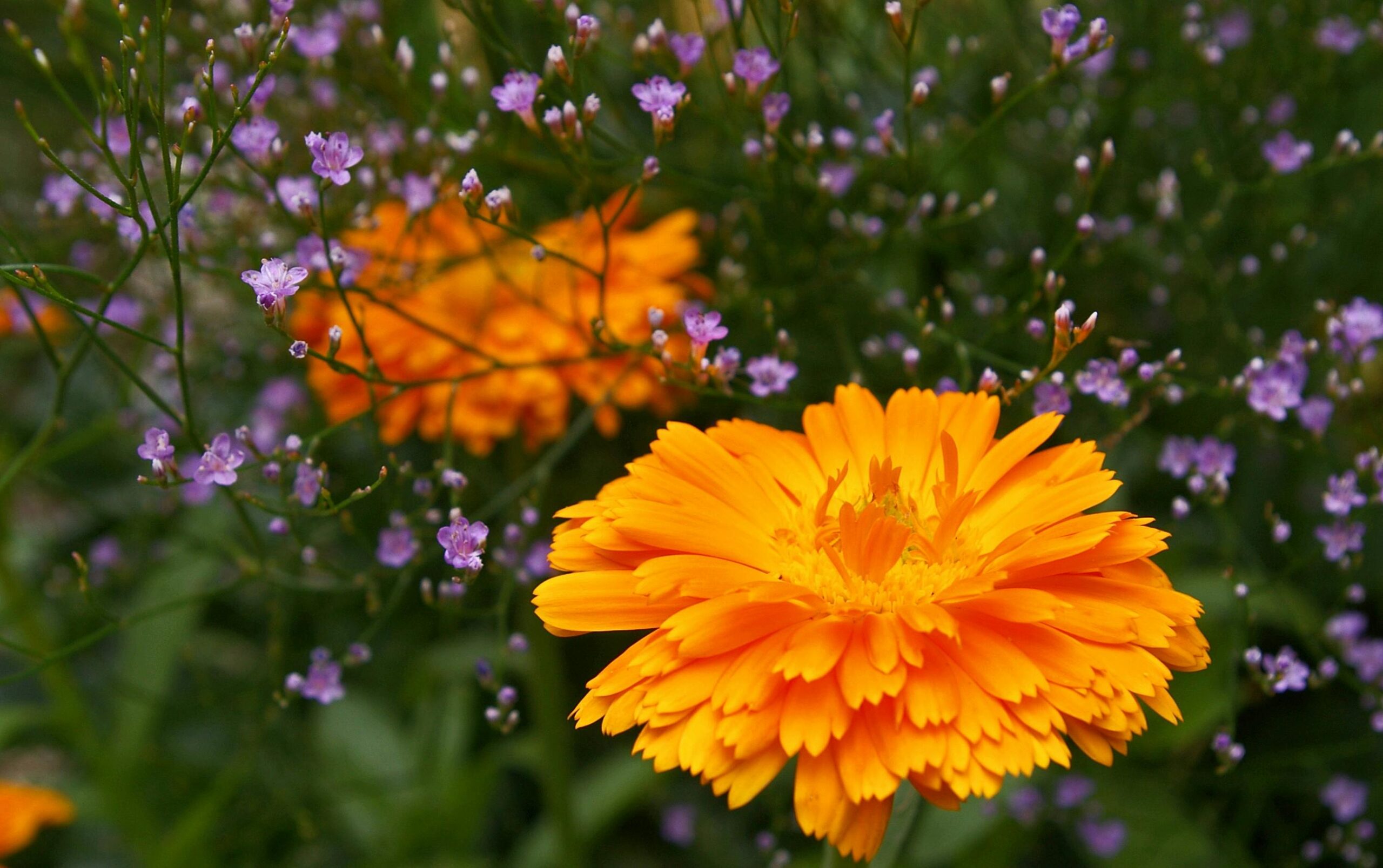Marigolds Plant
