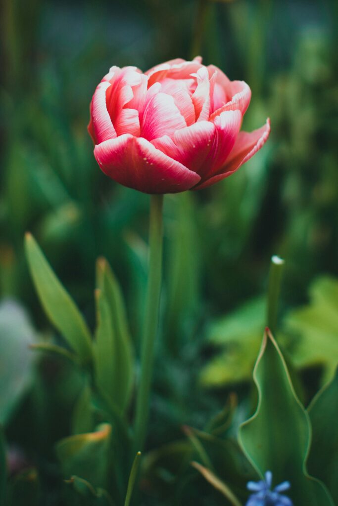 Current image: Tulip Flower