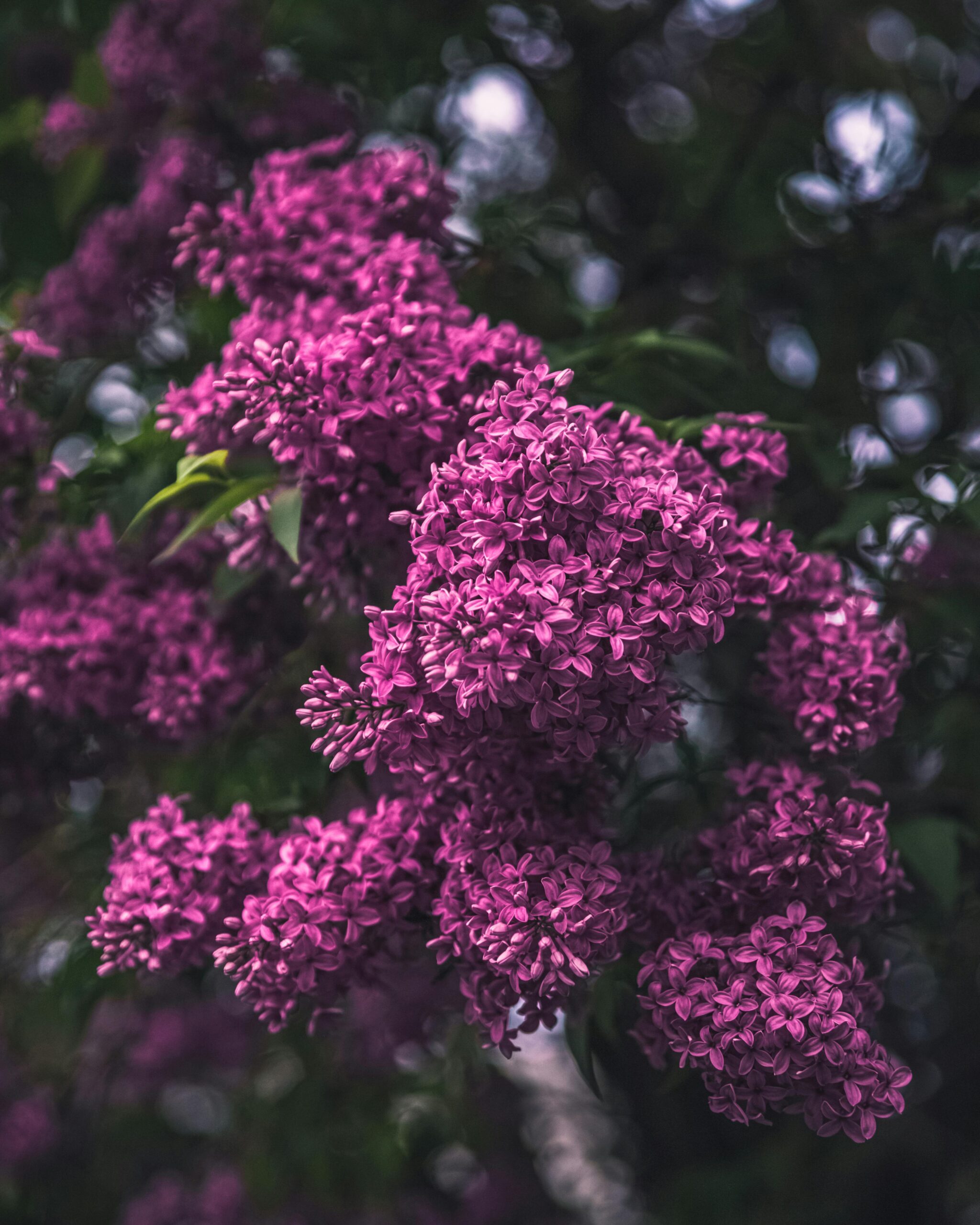Lavender
