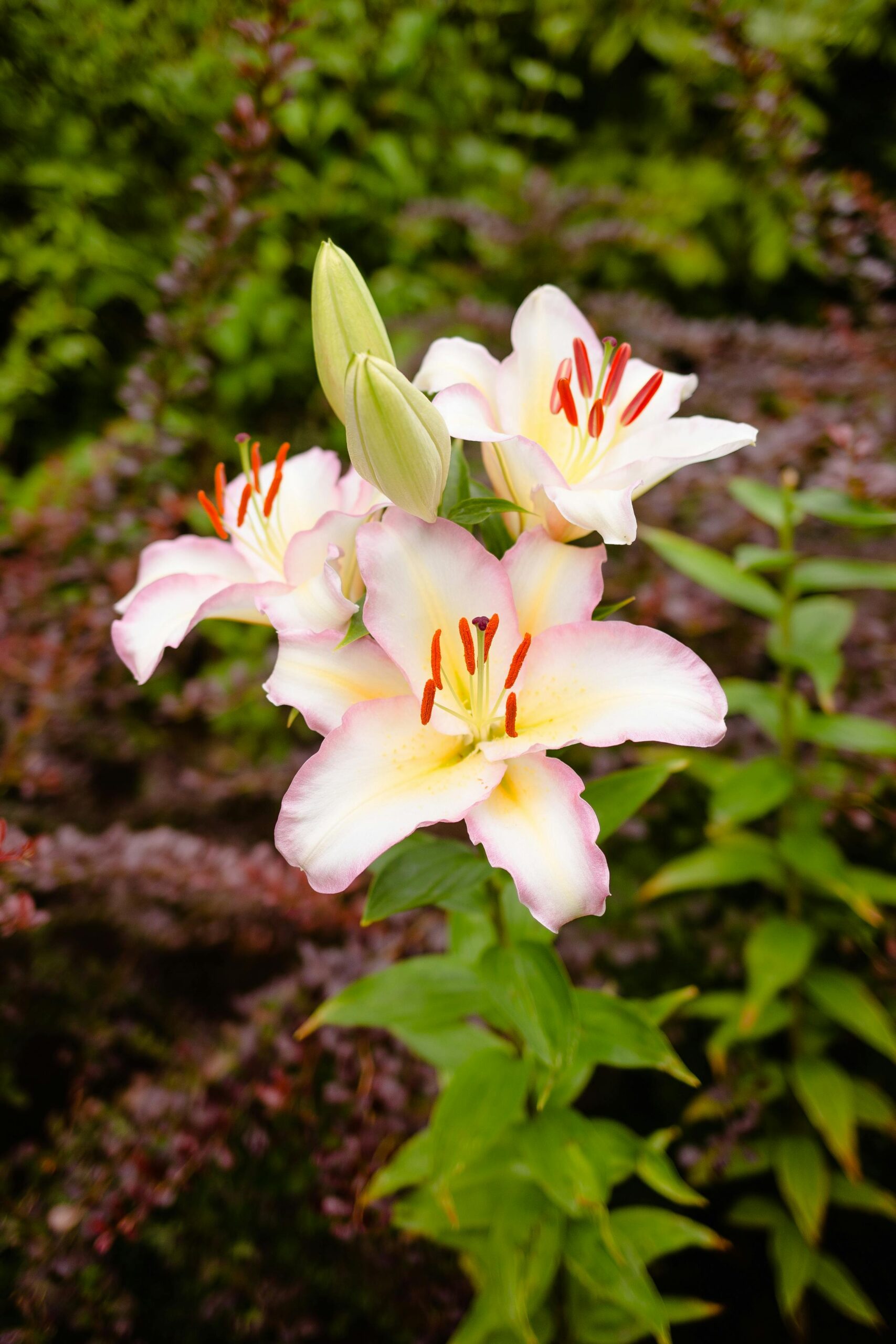 Lily