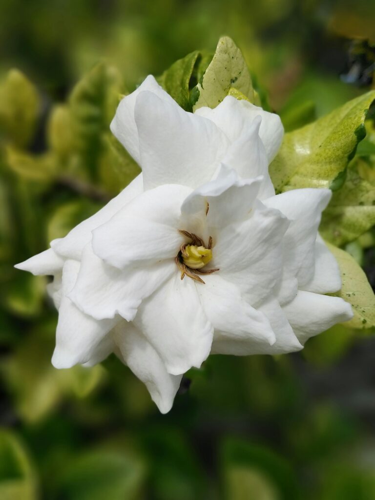 Current image: Gardenia