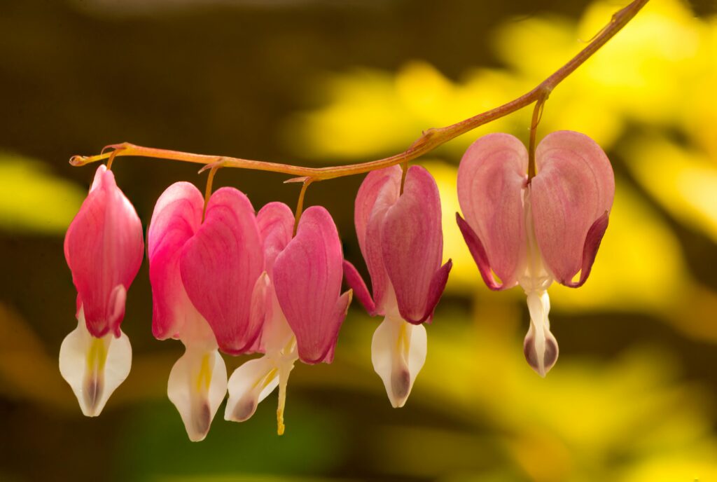 Current image: Bleeding Heart Flower