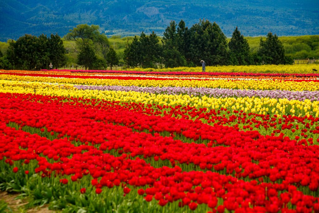 Current image: Trending Flowers of 2025