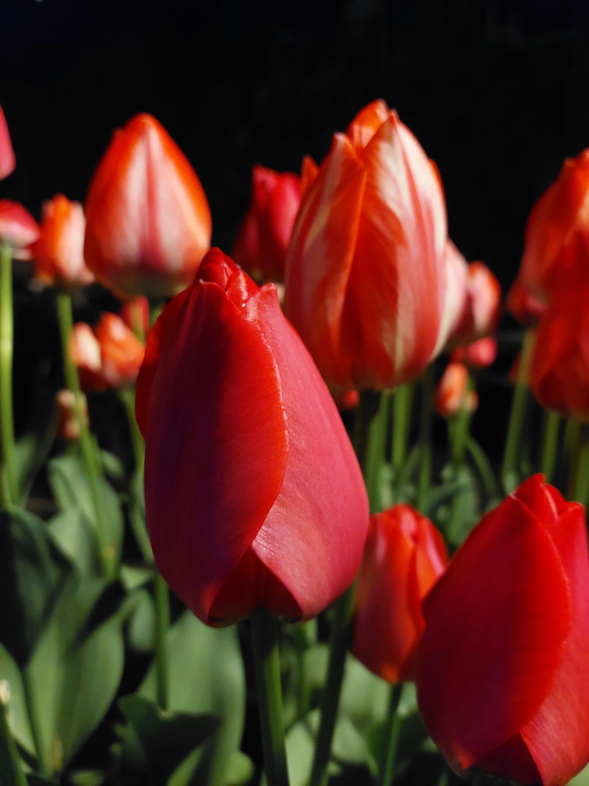 The Long-Living Perennial You Can Enjoy for Years to Come