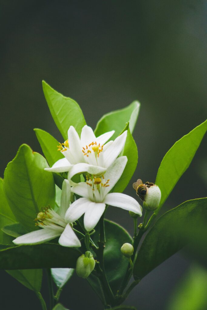 Current image: Honeysuckle Plant