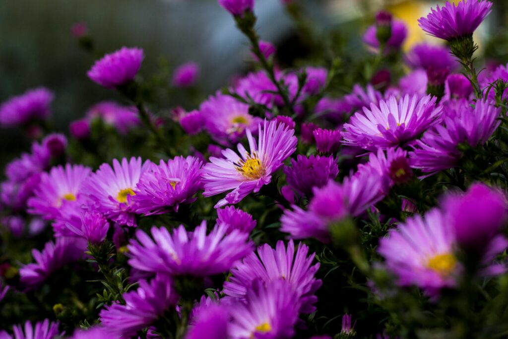 Current image: Perennials to Plant in September