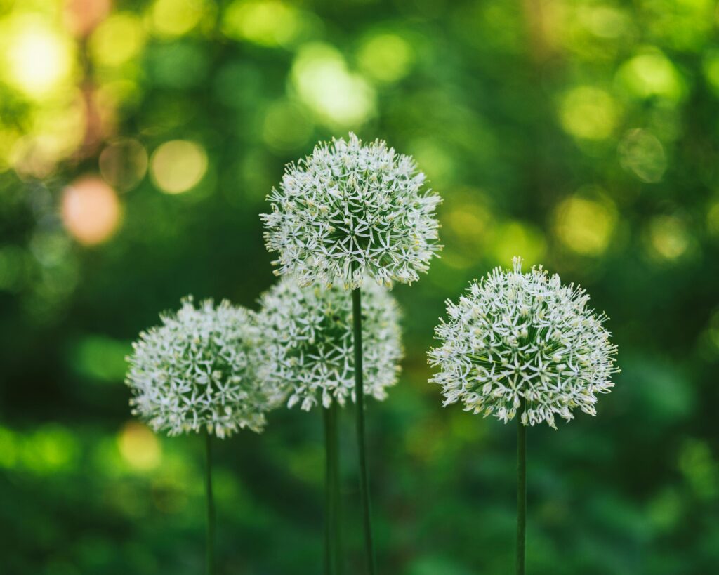 Current image: Allium flower