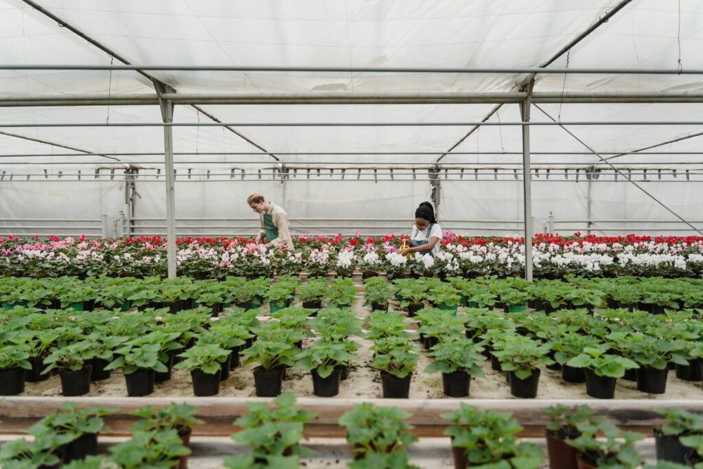 Current image: Best Fast-Growing Flower